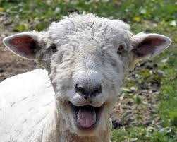 Sheep
